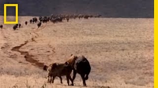 Hyenas on the Hunt  National Geographic [upl. by Anitreb]