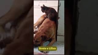 O romance de bruto e Lilica oficial [upl. by Avah2]