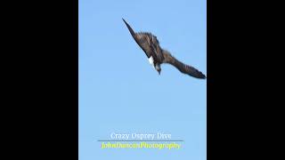 Crazy Osprey Dive for Fish birdsofprey birds wildlife ospreys naturelovers [upl. by Binette]