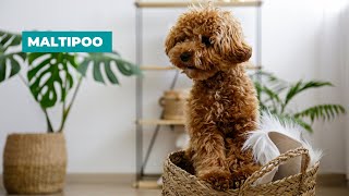 Maltipoo Dog Breed Guide  Maltese Poodle Mix [upl. by Avat]