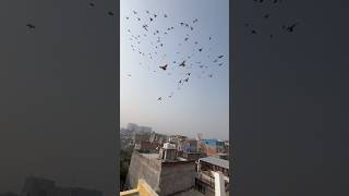 Rahul Pigeon Loft kabootarbazi kabootar pigeon shortfeed shortvideo short shorts youtube [upl. by Ydda]