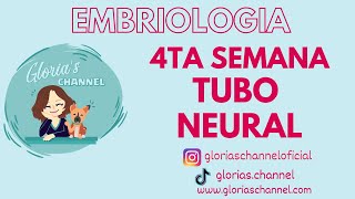 Embriología humana Cuarta semana Tubo neural [upl. by Senecal730]