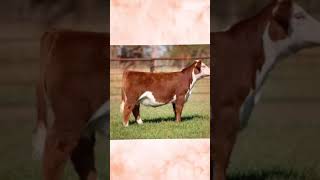 Kester Herefords Elite Online Show Heifer Sale  October 21 2024 [upl. by Ettelracs]