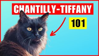 The Adorable Quirks of ChantillyTiffany Cats [upl. by Gratiana599]