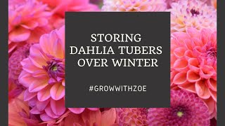 Storing Dahlia Tubers Over Winter [upl. by Atiuqin223]