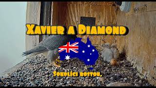 Sokolí rodinka z Austrálie Xavier a Diamond🦅🦅 [upl. by Anaynek]