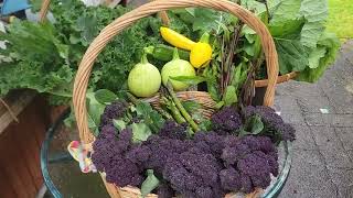 Harvest purple broccoli round zucchini curly kale and plant asparagusPlanting tomatoes [upl. by Hsuk]