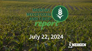 Monday Mycotoxin and Crop Report for July 22 2024 [upl. by Aeel]