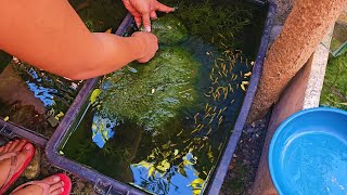 How To Setup The Perfect Natural KeepingBreeding Tub For Guppies Mollies Swordtail Platys etc [upl. by Guenna]