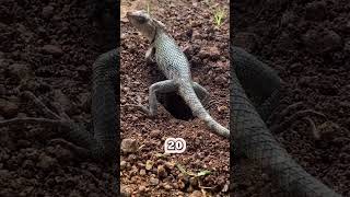 Lizard Laying Eggs Caught on Camera [upl. by Yauq]