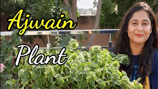 अजवाइन के पौधे की पूरी जानकारी  Ajwain plant care uses and benefits  Herbs gardening plants [upl. by Lekcar]