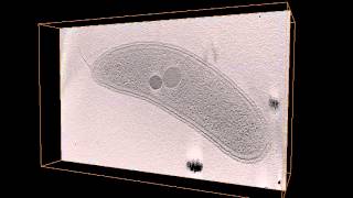 2008 Caulobacter Chemorecptor Arrays by CLEM [upl. by Eilyah372]