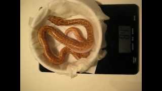 SILVERSIDED BUTTERSCOTCH half dwarf Burmese python  how heavy am I [upl. by Hanford]