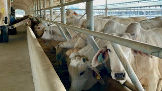 PINAKAMAHALAGA para PROFITABLE ang CATTLE FATTENING BUSINESS [upl. by Adnima418]