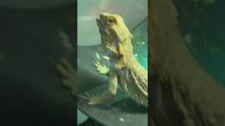 Bearded dragons chilling [upl. by Chrisoula909]