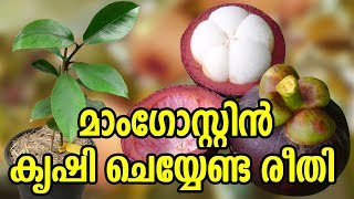 മാംഗോസ്റ്റിന്‍ കൃഷി ചെയ്യേണ്ട രീതി  How to Grow a Healthy Mangosteen  Tips On Growing Mangosteen [upl. by Bonine688]