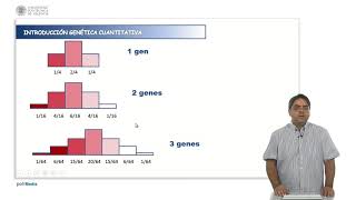 Genética cuantitativa  1417  UPV [upl. by Eceirtal]