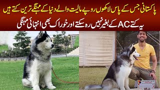 Meet The Cutest and Expensive Siberian Husky Dogs In Lahore – The Champion Of 2019 amp 2020 Dog Show [upl. by Aitnas]