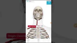 Clavical Sternocleidomastoid muscle origine and insertion BD CHAURASHIA Anatomy upper limb vol 1 [upl. by Blakelee]