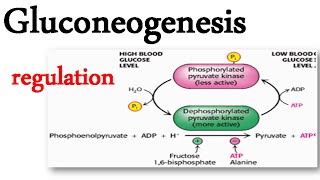 Gluconeogenesis regulation [upl. by Fabrianne]