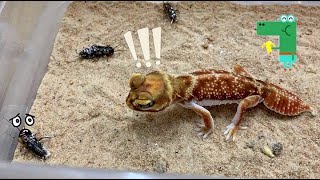 Knob Tailed Geckos EATING [upl. by Melbourne]