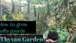 How to grow luffa Gourds at homegardening [upl. by Fennie9]