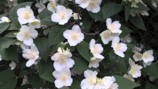 Philadelphus coronarius  Sweet Mock Orange [upl. by Iz248]