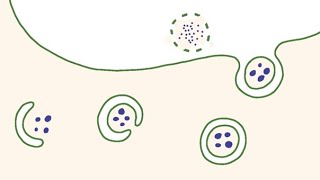 Autophagy Unlocking the Secrets to Cells [upl. by Pirbhai]