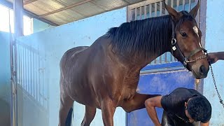 Mujeeb farrier infofarrier horsecare horselover [upl. by Sullecram]