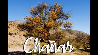 Chañar [upl. by Hirsch571]