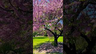 The eastern redbud Cercis canadensis in Adelaide Botanic Gardens easternredbud TaylorSwift [upl. by Anirbed]