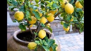 How to Grow Fruit Trees in Containers Complete Guide [upl. by Netneuq]