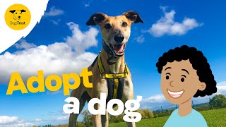 Thinking of adopting a dog  Dogs Trust [upl. by Garcon71]