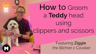 How to Groom a Teddy Head by Clipping and Scissoring [upl. by Breh]