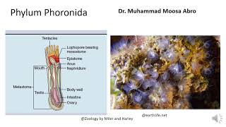 Phylum Phoronida [upl. by Dinsdale]