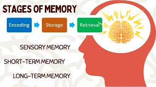 WHAT IS MEMORY  STAGES AND PROCESSES IN MEMORY  ENCODING SHORTTERM amp LONGTERM MEMORY memory [upl. by Orel]