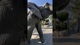 Lots of Elephant’s statues yasmine hammamet elephants tunisia shorts2024 [upl. by Calisa]