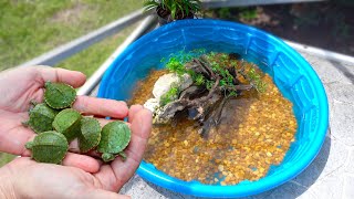 Rescued BABY TURTLES Get Their DREAM HOME [upl. by Drofhsa235]