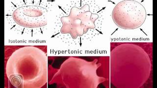 Test the osmotic fragility of red blood cells Physiology Practical [upl. by Lyrred950]