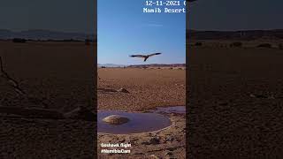 Pale chanting goshawk flying over cam [upl. by Airat]