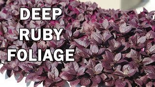 LITTLE RUBY™ Alternanthera is a compact groundcover plant  Emporium Range of Plants [upl. by Airom]