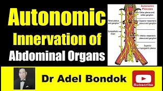 Autonomic Innervation of the Abdominal Organs Dr Adel Bondok [upl. by Nibuz46]