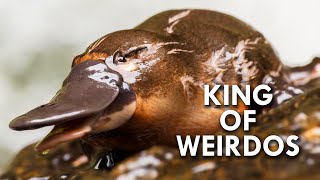 Platypus The King of Weirdos [upl. by Jillayne]