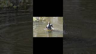 Common Gallinule photo shoot florida wildlife birds nature [upl. by Hedi123]