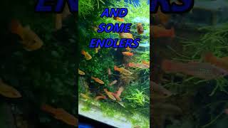 VARIATUS PLATYS aquariumlivebearer platyendlernygoldaquariumhobby [upl. by Nevaeh]