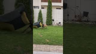 1vs1Malinois vs matres [upl. by Rastus]