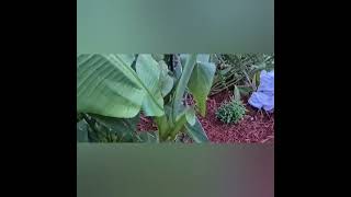 Winter is coming How I overwinter my tropical garden in Hampshire UK [upl. by Anerual]