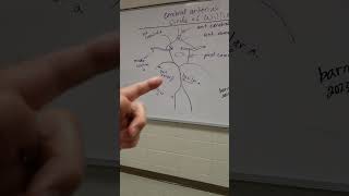 Cerebral arterial circle of Willis with printable download [upl. by Noirod196]