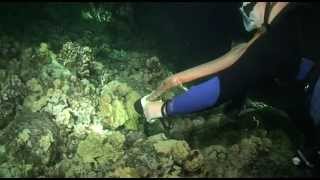 Trumpetfish Hunts with the help of a scuba diver [upl. by Dnomsad]