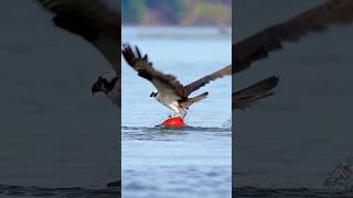 Bald Headed Eagle catches a salmon  An osprey fishing in spectacular super  Eagle is hunting fish [upl. by Cis572]